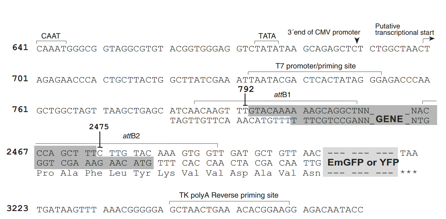 pcDNA6.2-C-YFP-DEST 多克隆位点 点击看大图 pcDNA6.2-C-YFP-DEST 多克隆位点